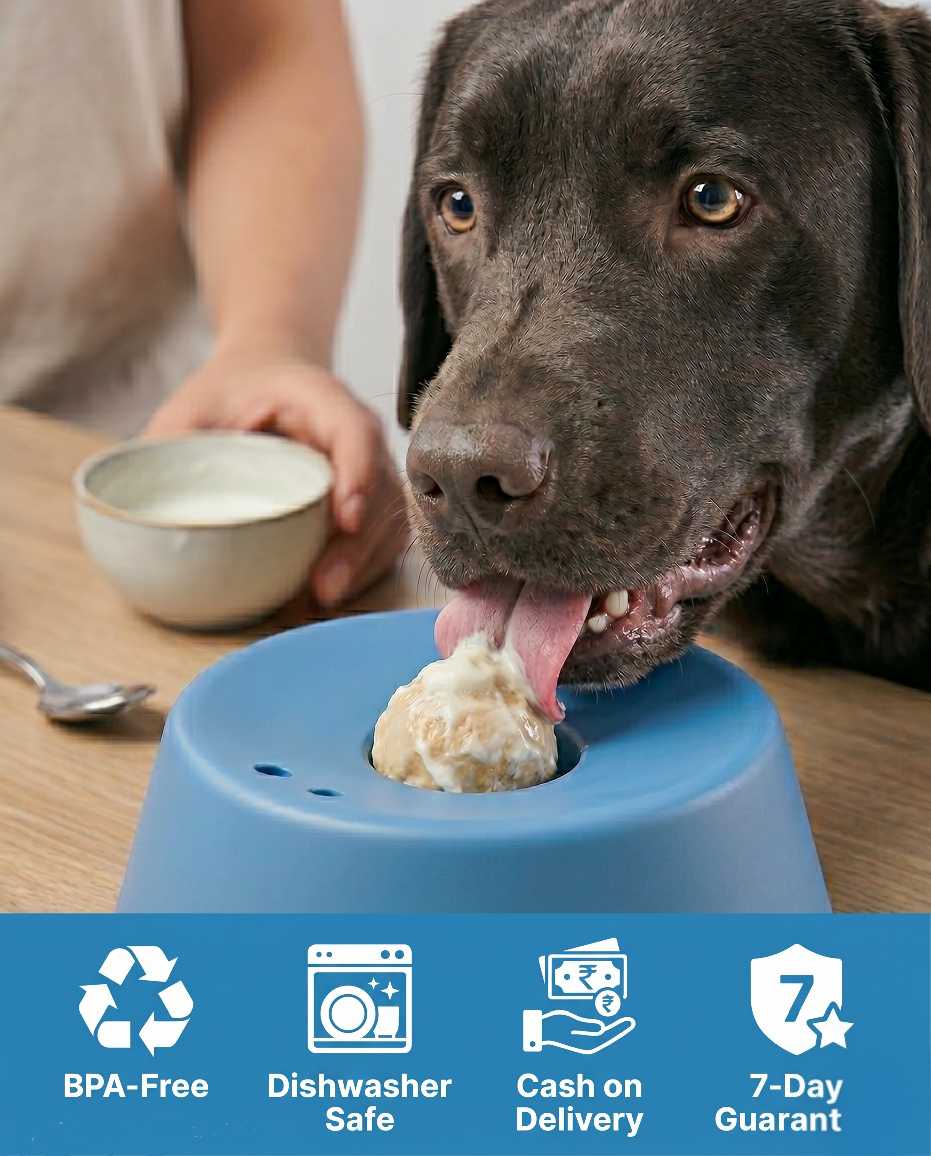 Chocolate lab dog licking yoghurt from LickDish anti-anxiety lick bowl — BPA-free, dishwasher safe, cash on delivery, 7-day guarantee